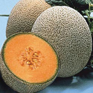 Cantaloupe, Hale's Best Jumbo