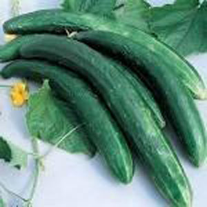 Cucumber, Burpless