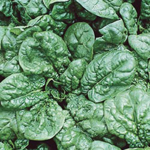 Spinach, Giant Noble