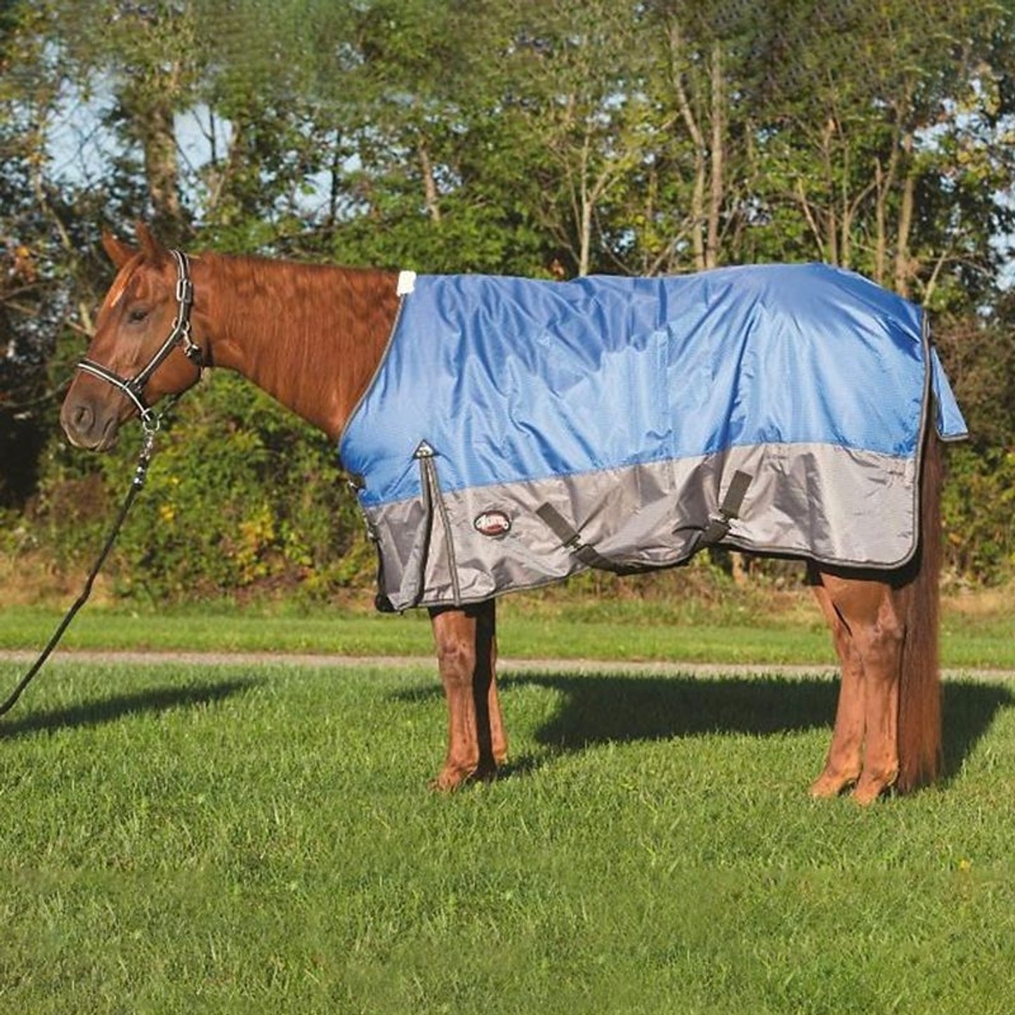 Brown horse wearing blue and grey turnout blanket standing on grass outdoors