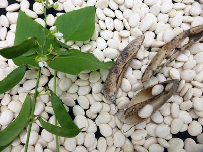 Henderson Bush Lima Bean