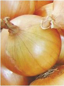 Onion, Grano 1015Y