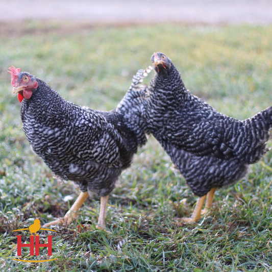 Two barred rock chickens standing on grass with a logo in the corner.