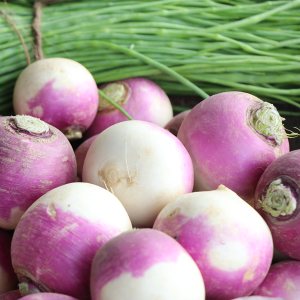 Turnip, Purple Top White Globe