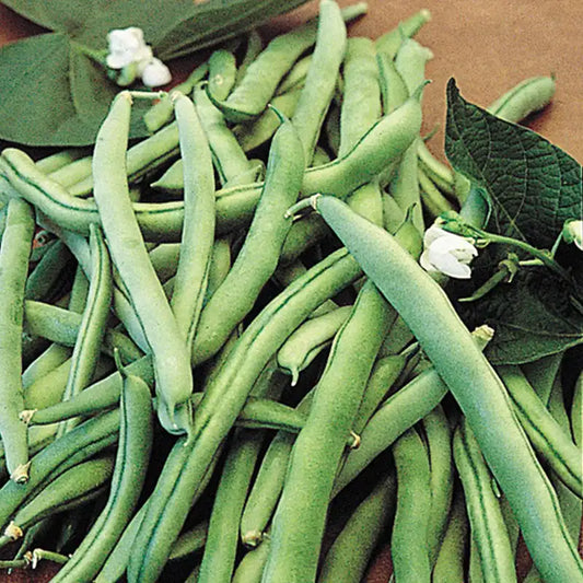 Blue Lake Bush GREEN BEANS