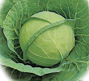 Cabbage, Copenhagen
