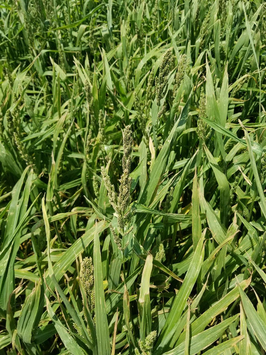 Close-up of green grass with some plants showing signs of disease.