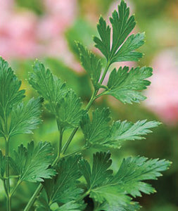 Herb, Parsley, Plain Single-Italian