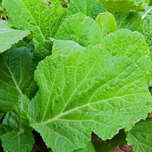 Mustard, Florida Broadleaf SEED