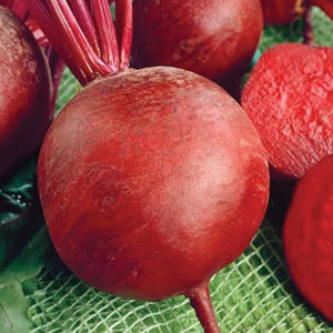 DETROIT DARK RED BEETS