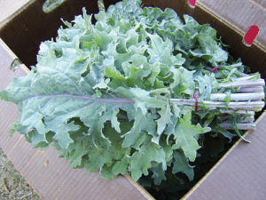 Kale, Siberian