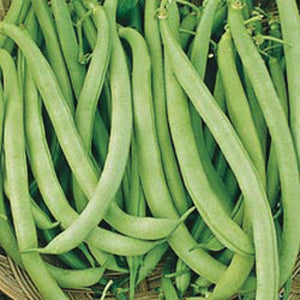 Bean, Contender, Bush