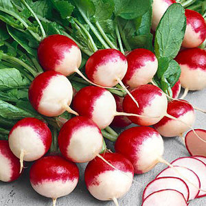 Radish, Sparkler White Tip