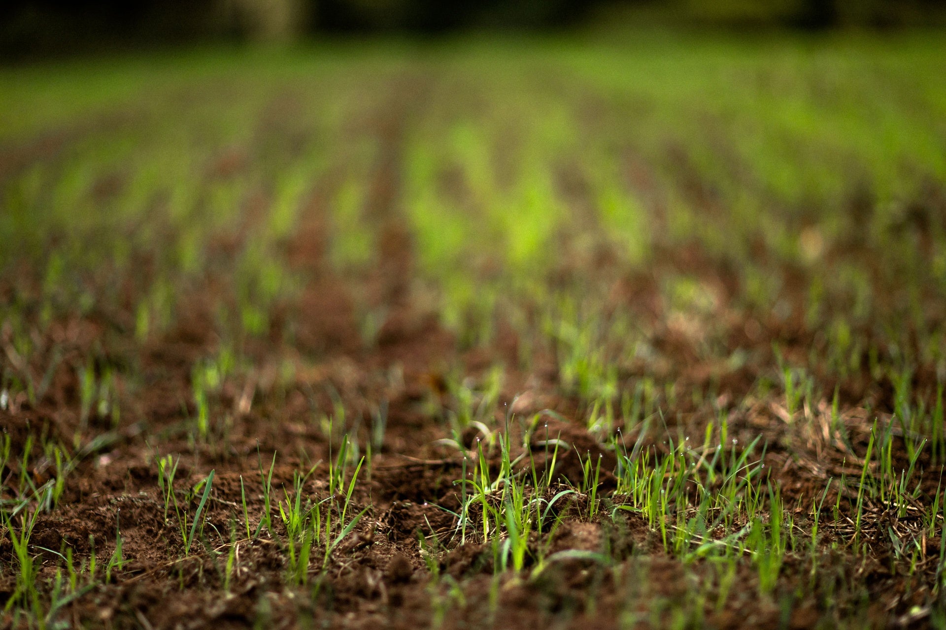 A close-up view of young green grass sprouts growing in dark brown soil, with the background softly blurred into a field.