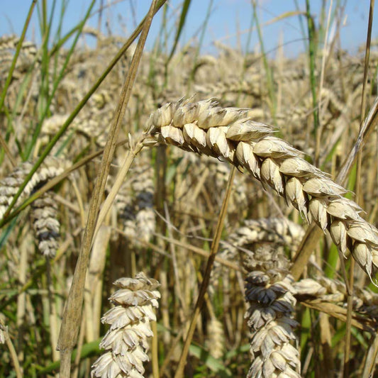 GRAZING WHEAT 50#BG