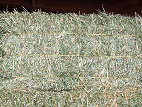 Regular Grass Hay