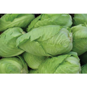 Cabbage, Early Jersey Wakefield
