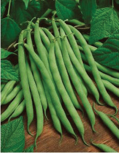 Bean, Kentucky Wonder (Brown), Pole