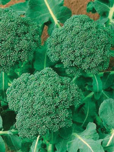 Broccoli, Green Sprout