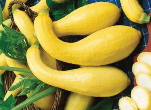 Squash, Yellow Crookneck