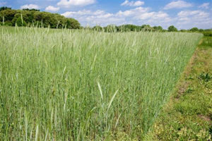 Rye, Elbon - 50 lb