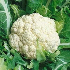 Cauliflower, Snowball