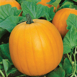 Pumpkin, Jack O'Lantern