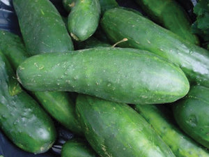 Cucumber, Poinsett 76