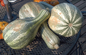 Pumpkin, Cushaw Green Stripe