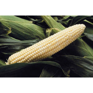 Corn, Sweet Funks G90
