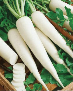 Radish, White Icicle