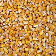 BLUFF WHOLE CORN