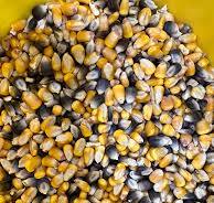 GEAUX CORN 50LBS