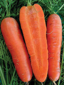 Carrot, Danvers
