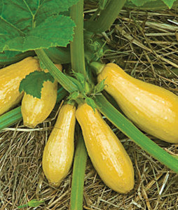 Squash, Prolific Straight neck