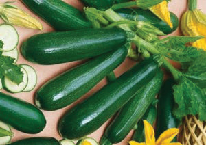 Zucchini Dark Green