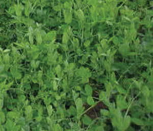 Austrian Winter Peas - 50 lb