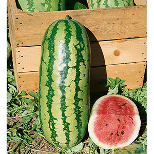 Watermelon, Jubilee