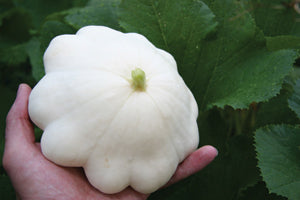 Squash, White Bush Scallop