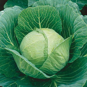 Cabbage, Late Flat Dutch