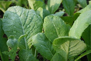 Mustard, Tendergreen