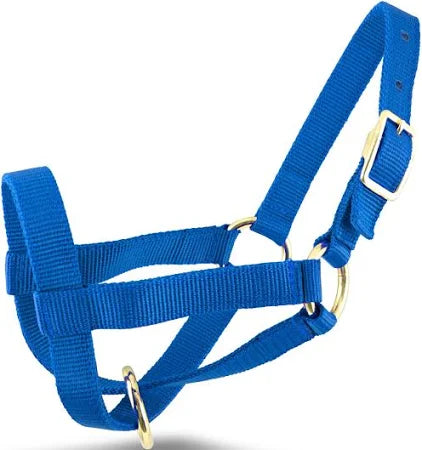 GOAT HALTER BILLY BLUE