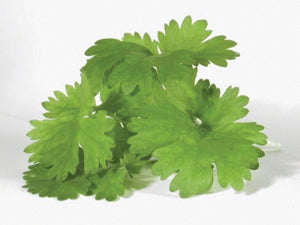 Herb, Cilantro, Slow Bolting